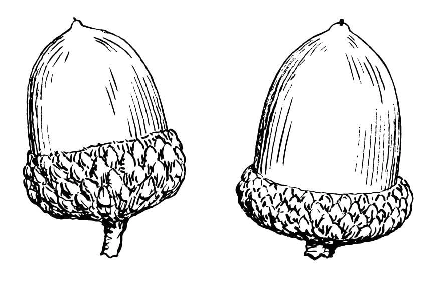 Two upside down acorns coloring page